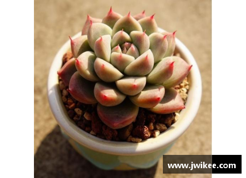 阿尔巴佳人多肉:养护技巧与品种选择 阿尔巴佳人多肉:养护技巧与品种选择